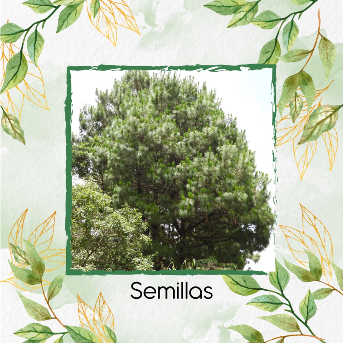 GENERICO - 40 Semillas Orgánicas De Pino Maximinoi