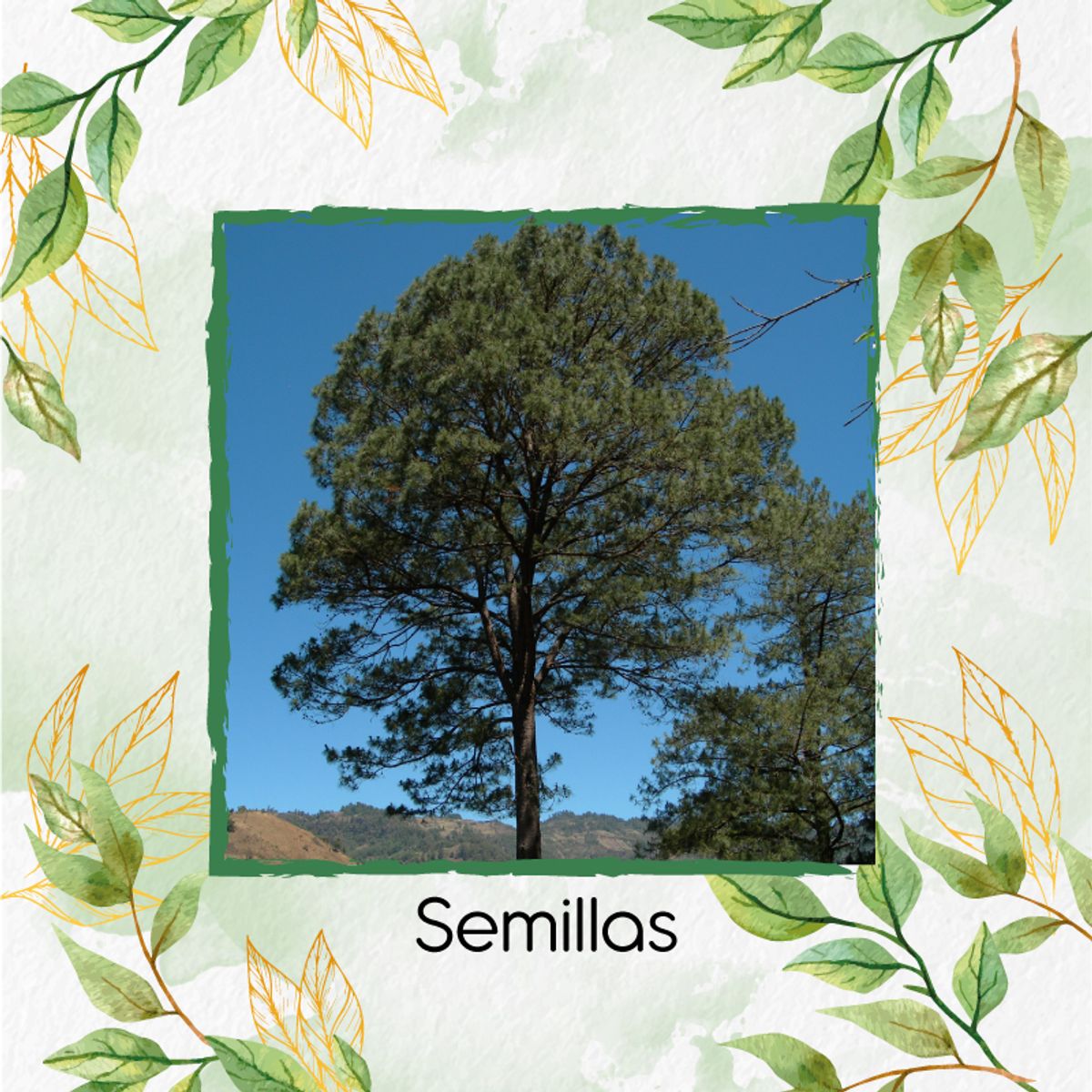 GENERICO - 20 Semillas Orgánicas De Pino Oocarpa