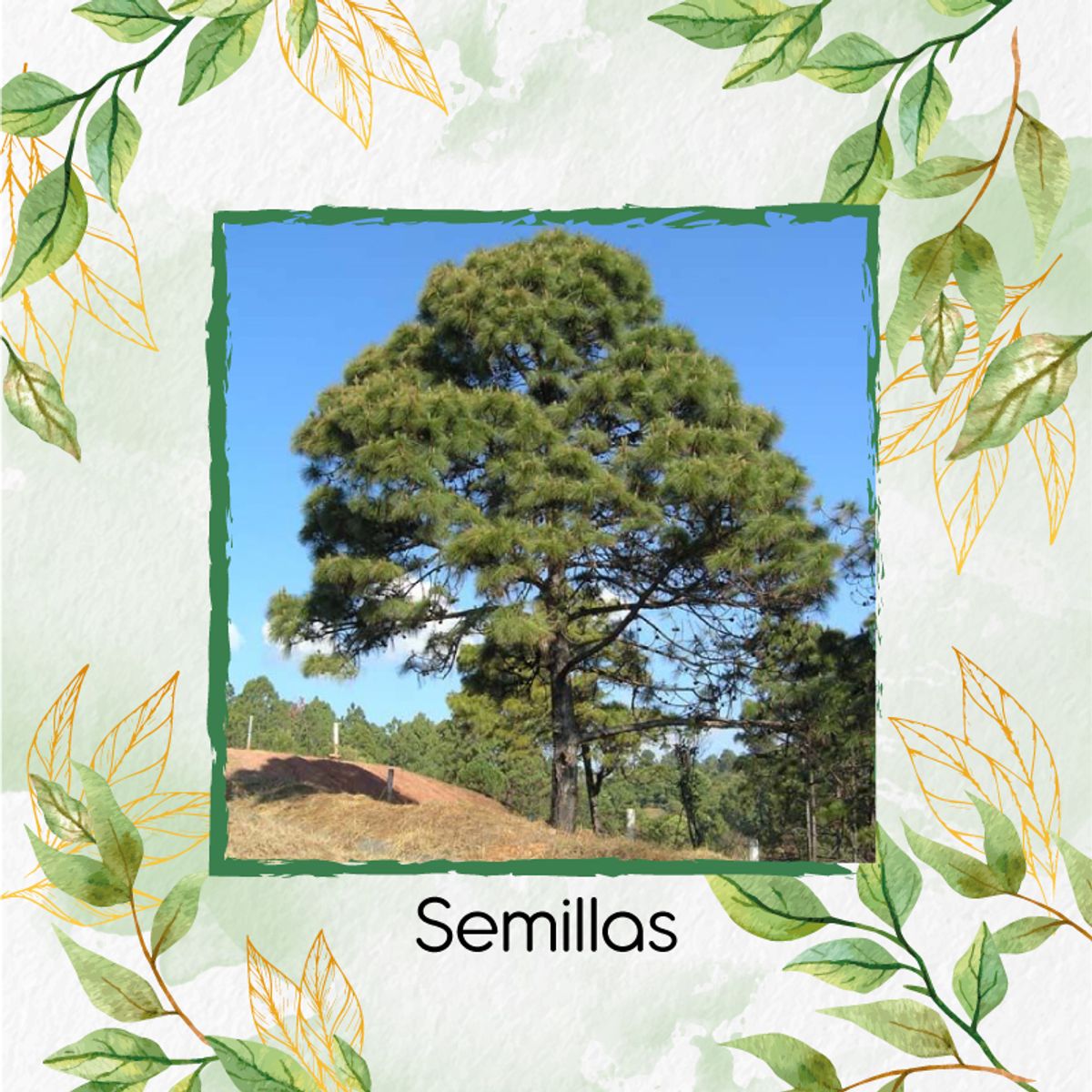 GENERICO - 20 Semillas Orgánicas De Pino Oocarpa