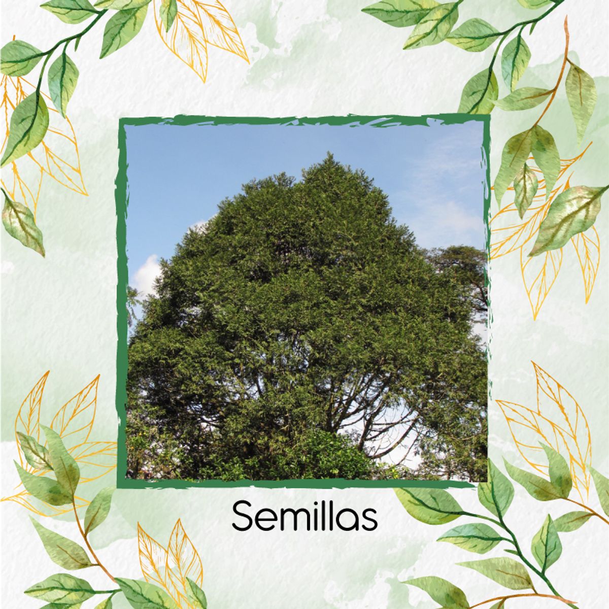 GENERICO - 100 Semillas Orgánicas De Pino Romerón