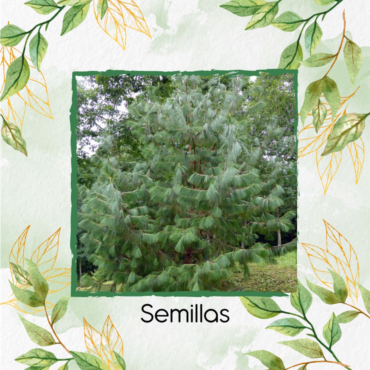 GENERICO - 200 Semillas Orgánicas De Pino Tecunumani