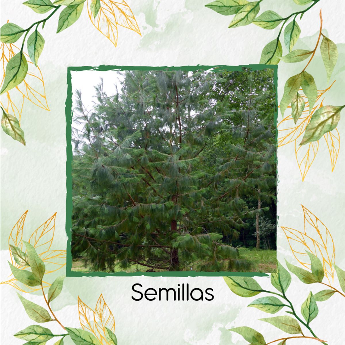 GENERICO - 200 Semillas Orgánicas De Pino Tecunumani