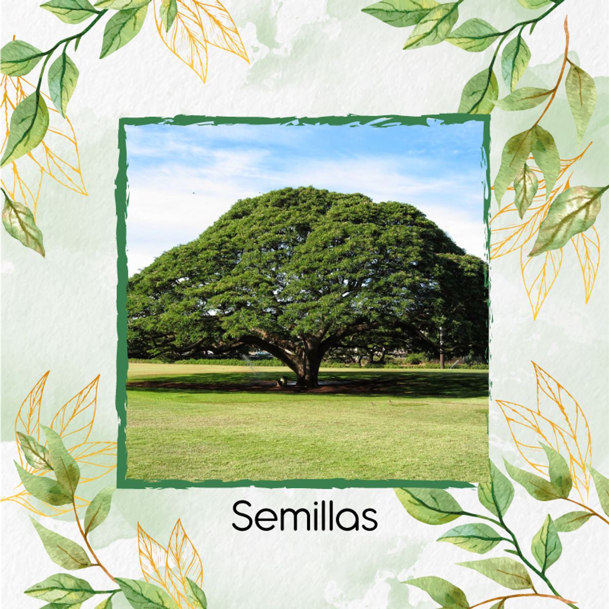 GENERICO - 50 Semillas Orgánicas De Árbol Samán
