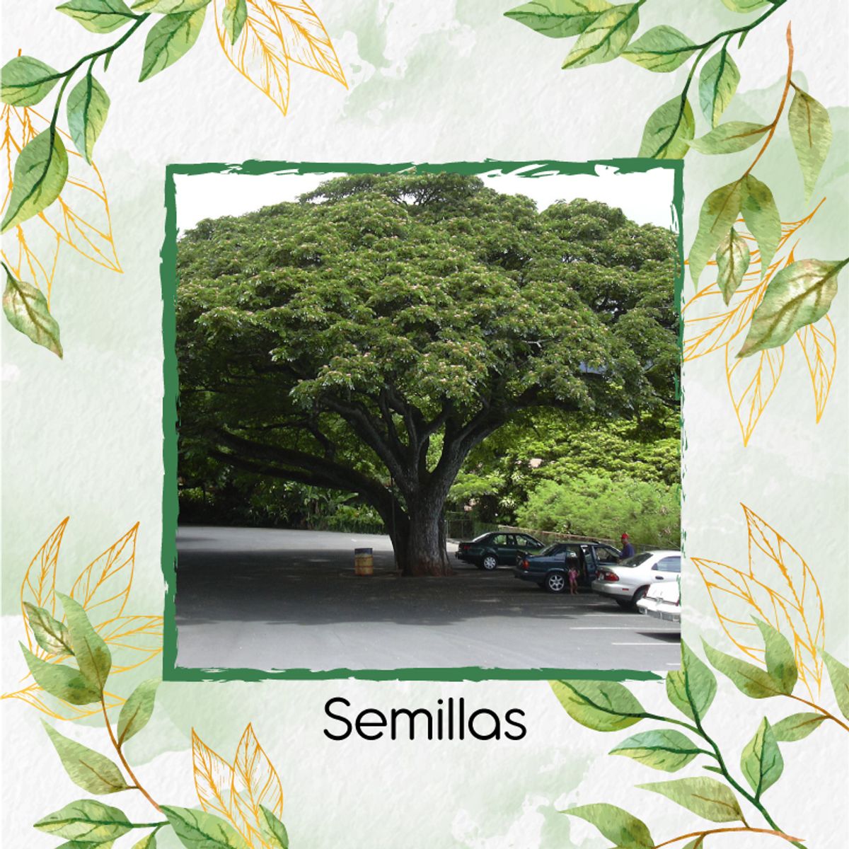 GENERICO - 50 Semillas Orgánicas De Árbol Samán