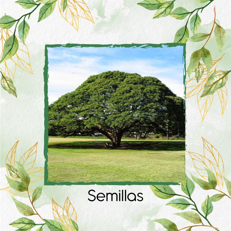 GENERICO - 500 Semillas Orgánicas De Árbol Samán