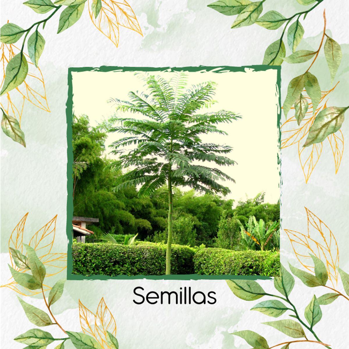 GENERICO - 10 Semillas Orgánicas De Árbol Tambor Frijolito
