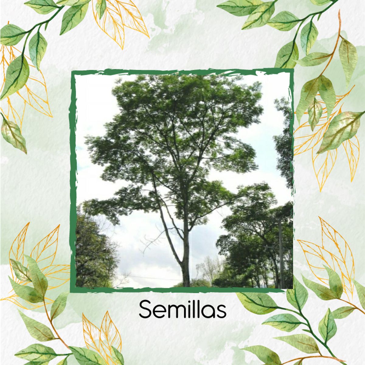 GENERICO - 10 Semillas Orgánicas De Árbol Tambor Frijolito