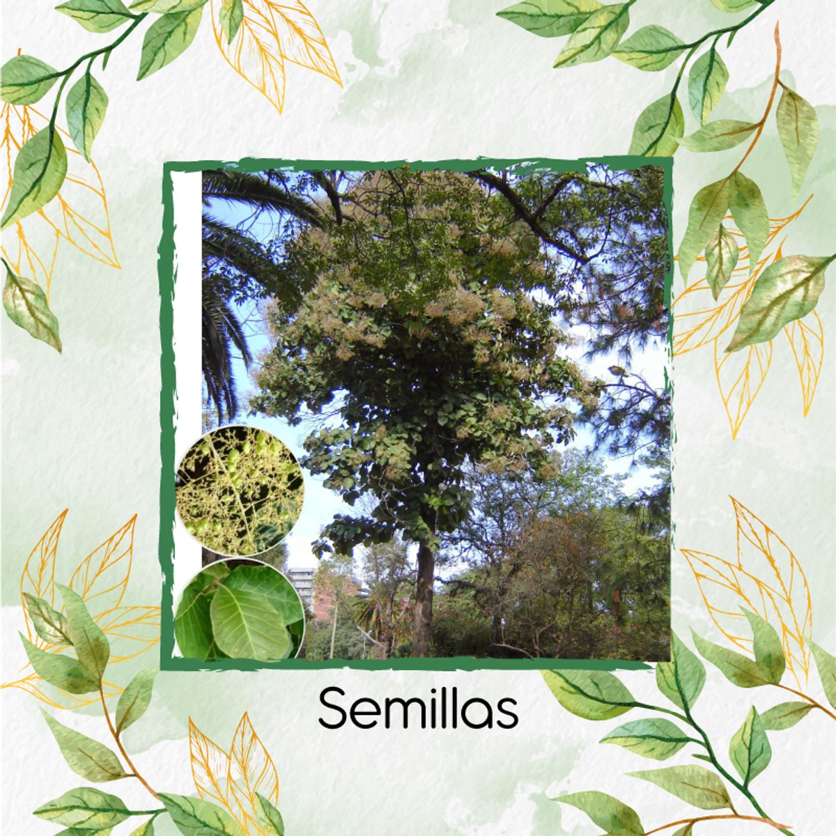GENERICO - 5 Semillas Orgánicas De Árbol Teca Escarif Rodal