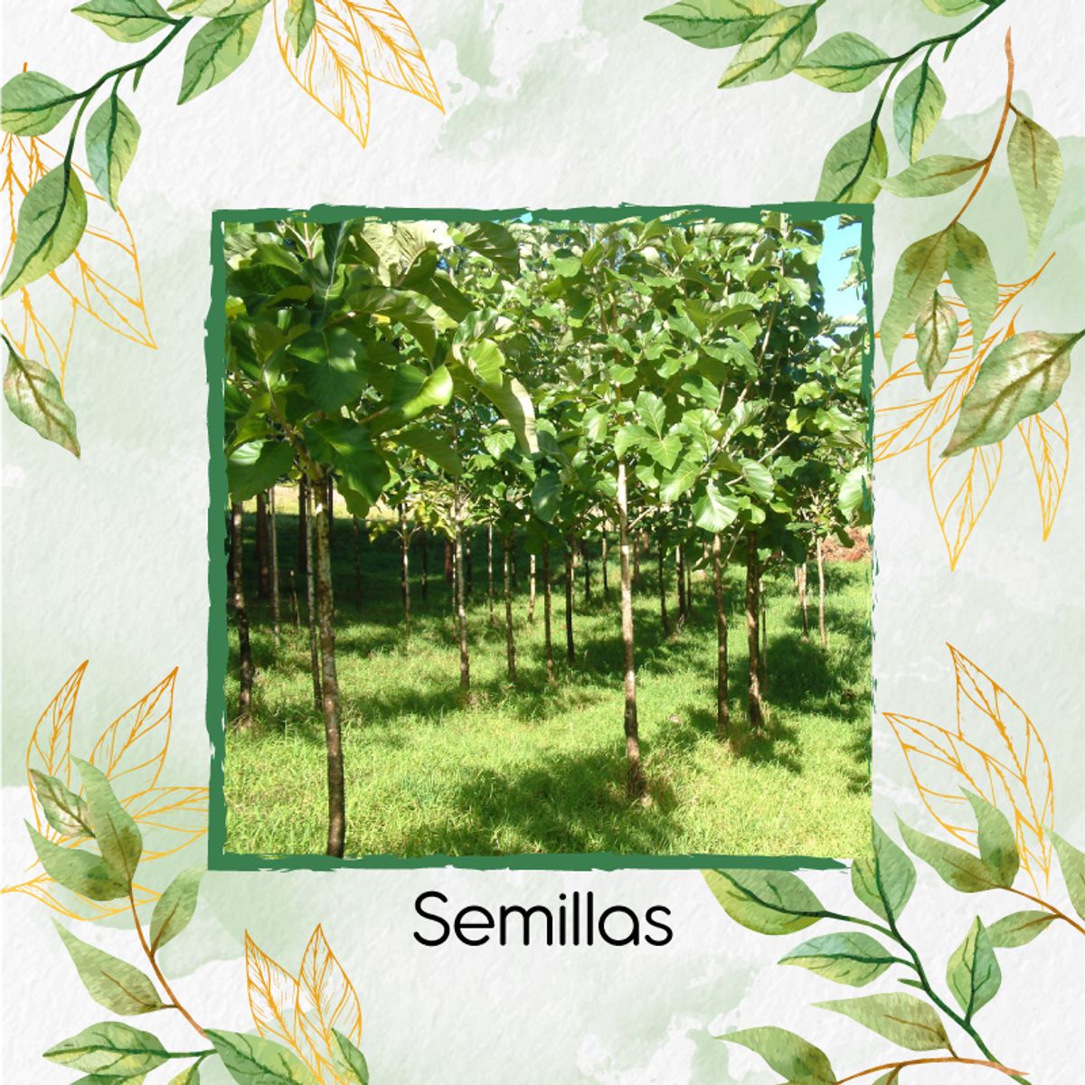 GENERICO - 25 Semillas Orgánicas De Árbol Teca Mejorada