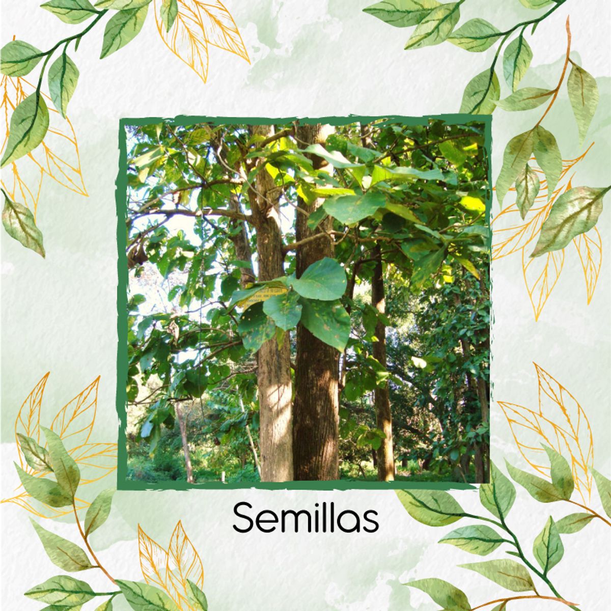 GENERICO - 25 Semillas Orgánicas De Árbol Teca Mejorada