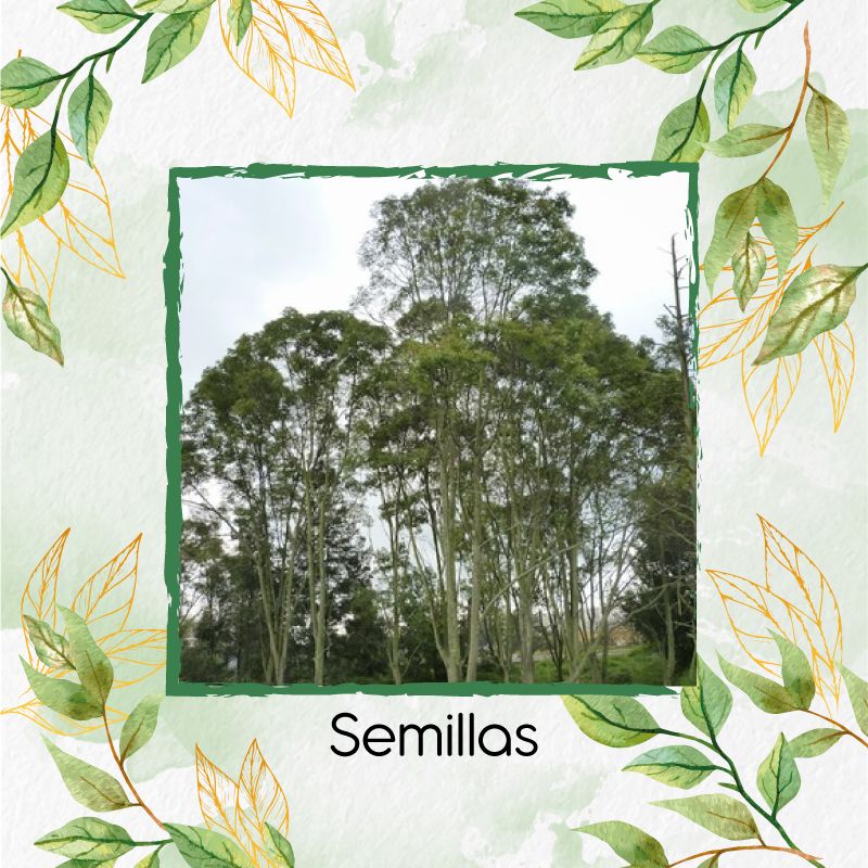 GENERICO - 200 Semillas Orgánicas De Árbol Urapan