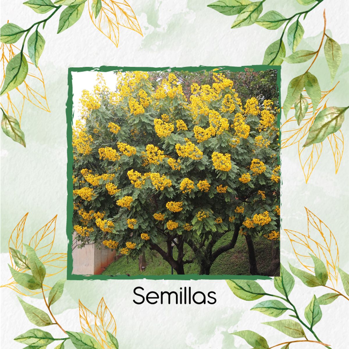 GENERICO - 25 Semillas Orgánicas De Árbol Vainillo Velero