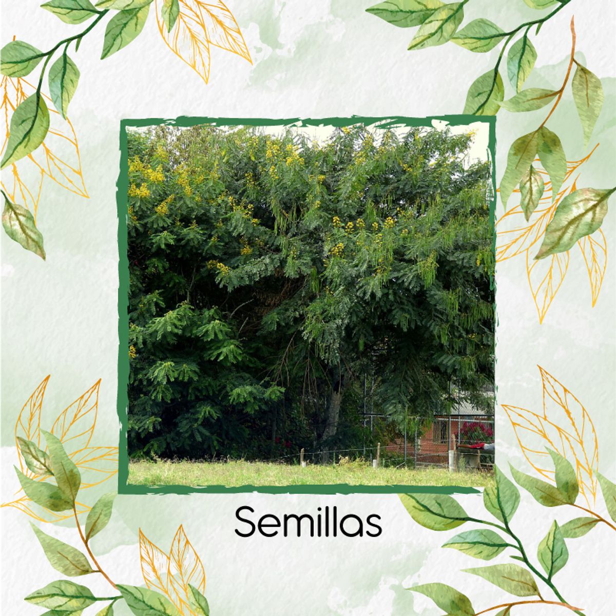 GENERICO - 25 Semillas Orgánicas De Árbol Vainillo Velero