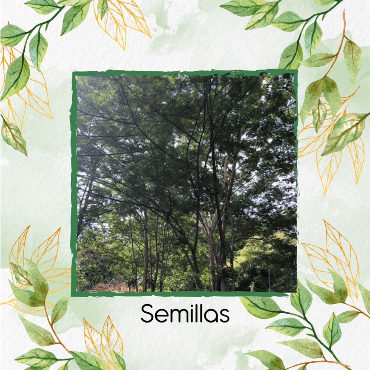 GENERICO - 15 Semillas Orgánicas De Árbol Yopo Negro