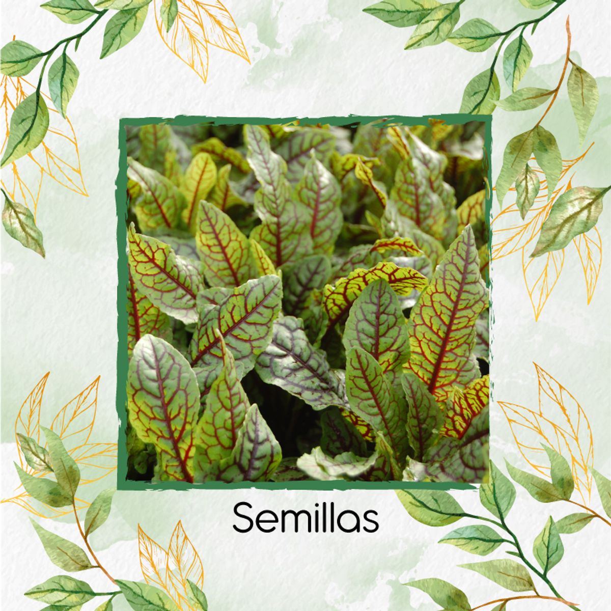 GENERICO - 25 Semillas Orgánicas De Acedera Roja