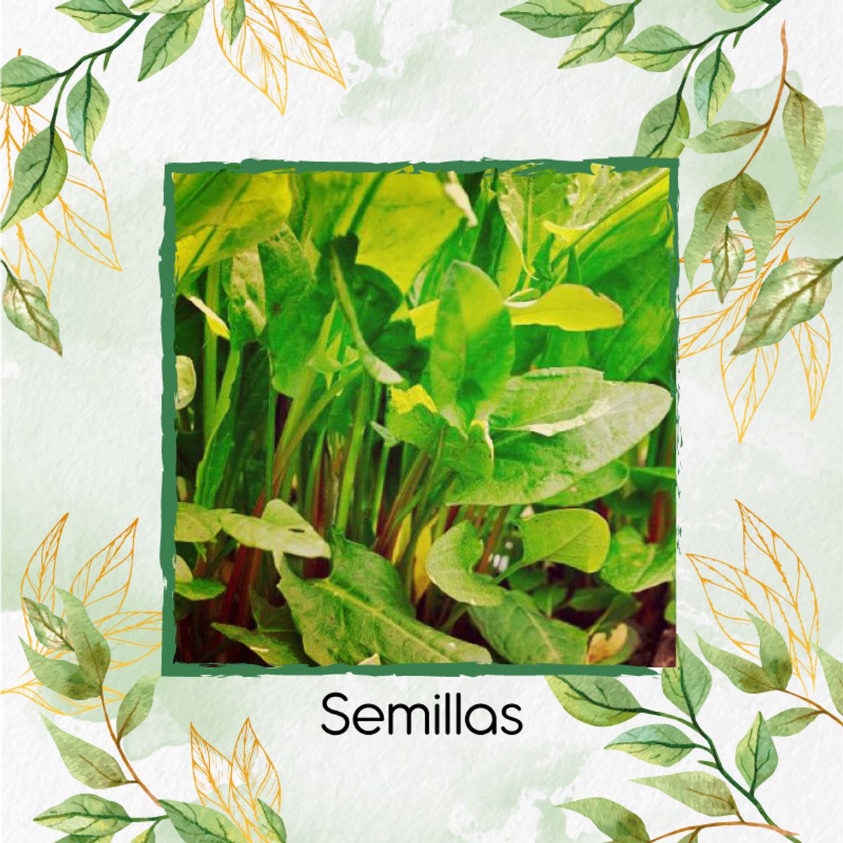 GENERICO - 50 Semillas Orgánicas De Acedera Verde