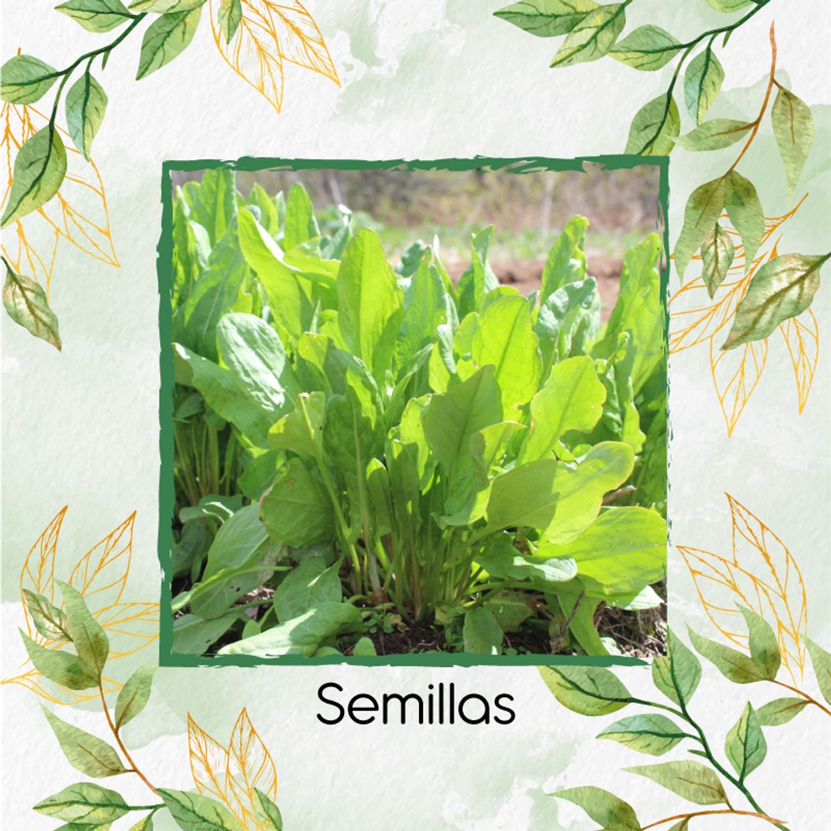 GENERICO - 50 Semillas Orgánicas De Acedera Verde