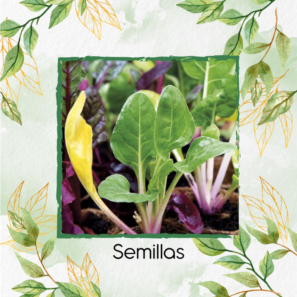 GENERICO - 50 Semillas Orgánicas De Acelga