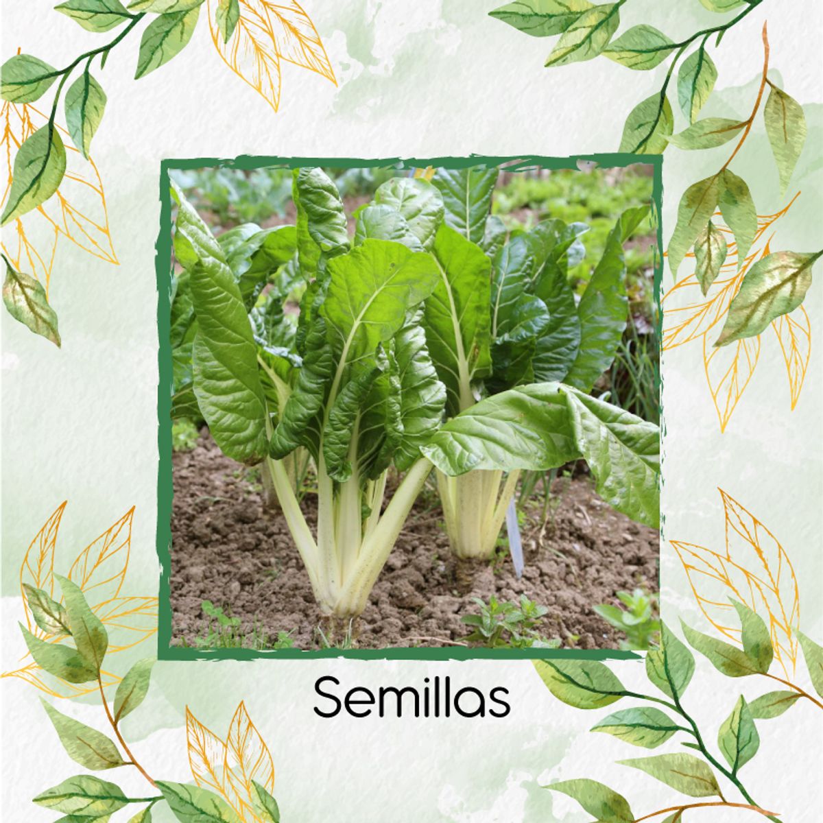 GENERICO - 50 Semillas Orgánicas De Acelga
