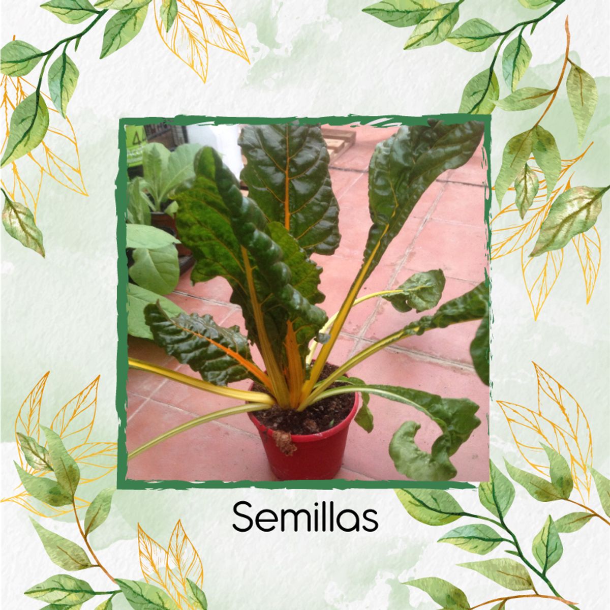 GENERICO - 2.500 Semillas Orgánicas De Acelga Amarilla