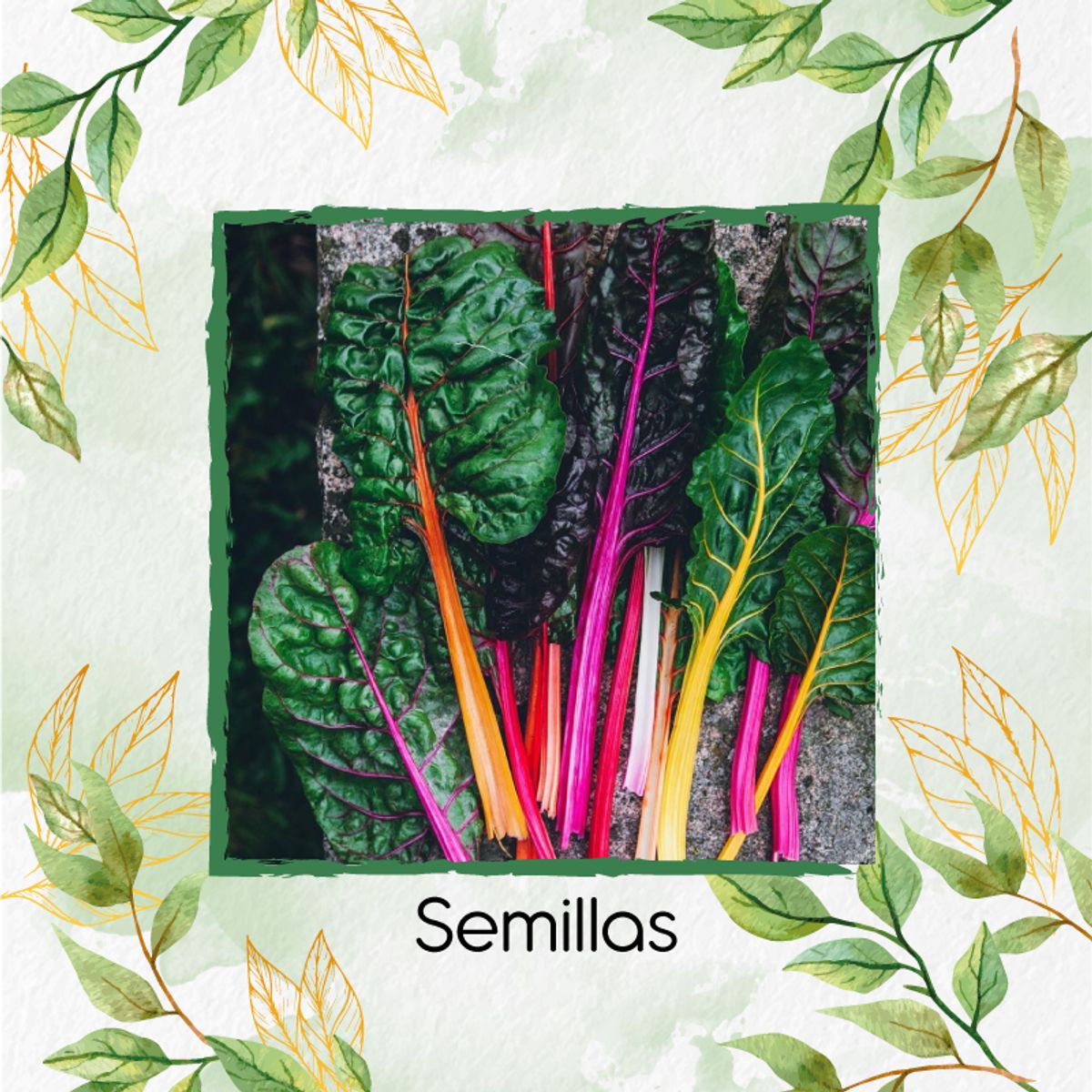 GENERICO - 32 Semillas Orgánicas De Acelga Colores
