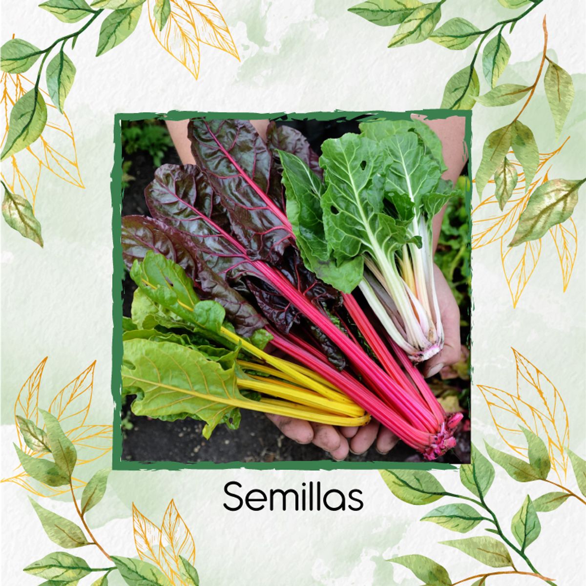 GENERICO - 63 Semillas Orgánicas De Acelga Colores