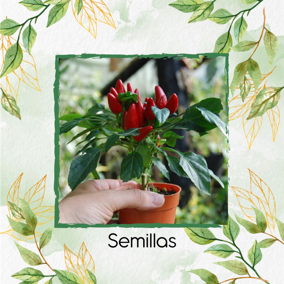 GENERICO - 50 Semillas Orgánicas De Ají Cayenne