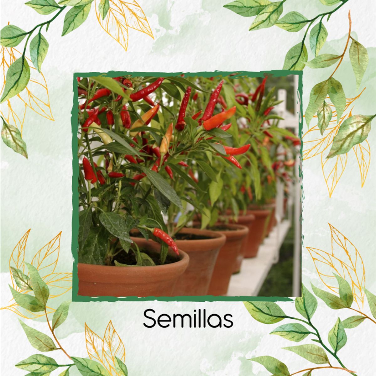 GENERICO - 4.000 Semillas Orgánicas De Ají Cayenne
