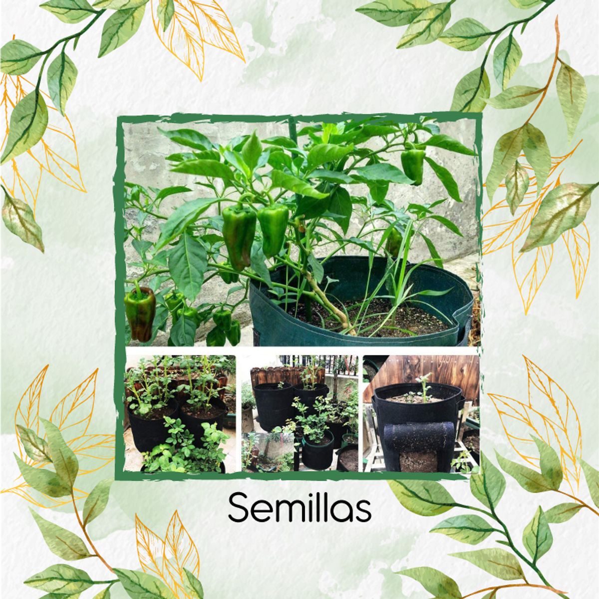 GENERICO - 200 Semillas Orgánicas De Ají Jalapeño