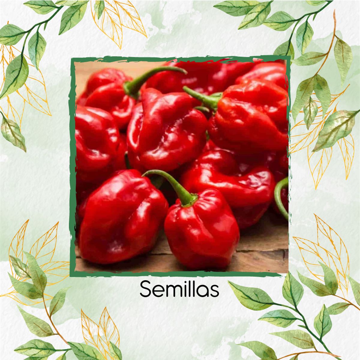 GENERICO - 10 Semillas Orgánicas De Ají Habanero Rojo