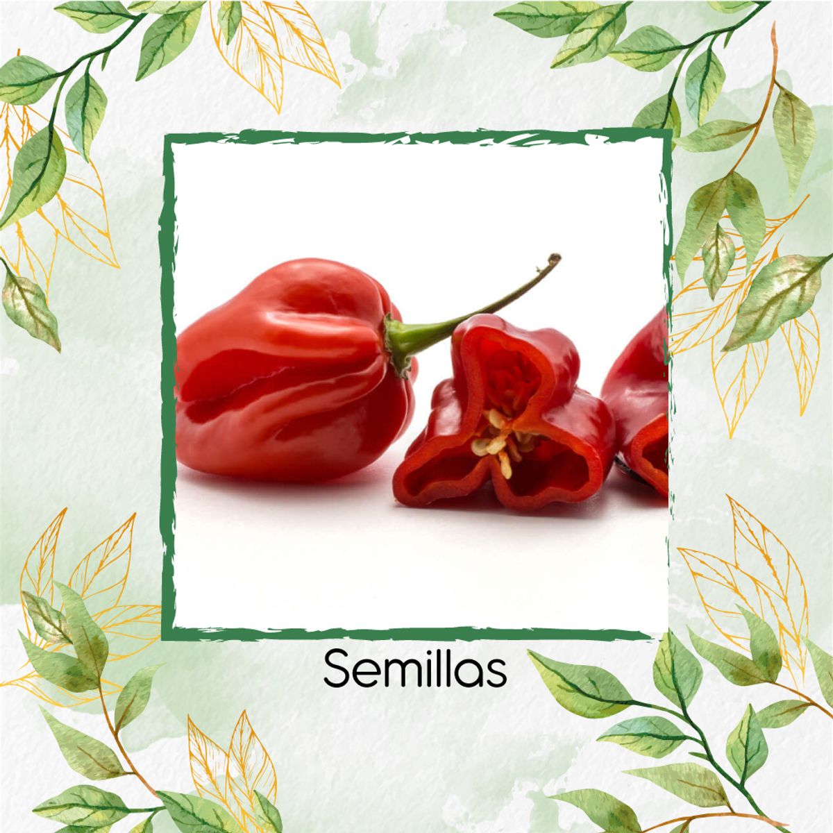 GENERICO - 100 Semillas Orgánicas De Ají Habanero Rojo