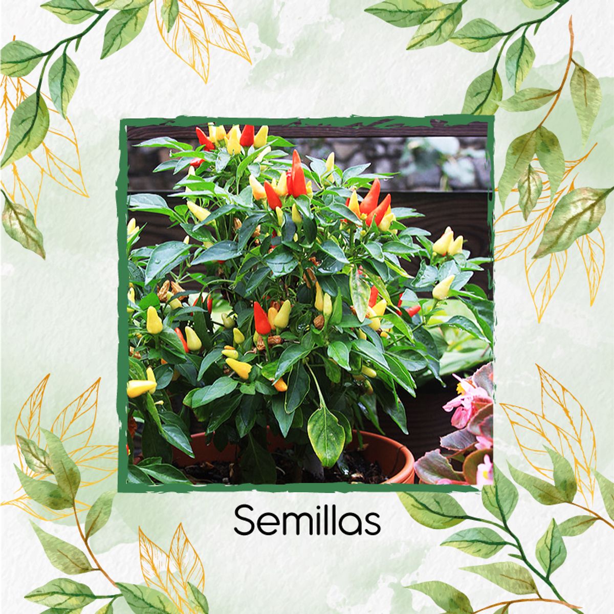 GENERICO - 200 Semillas Orgánicas De Ají Ornamental