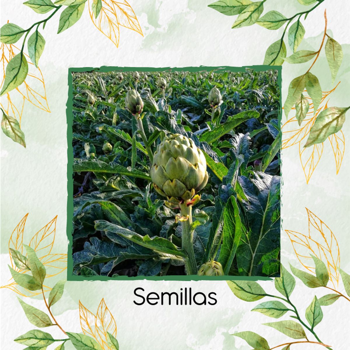 GENERICO - 160 Semillas Orgánicas De Alcachofa