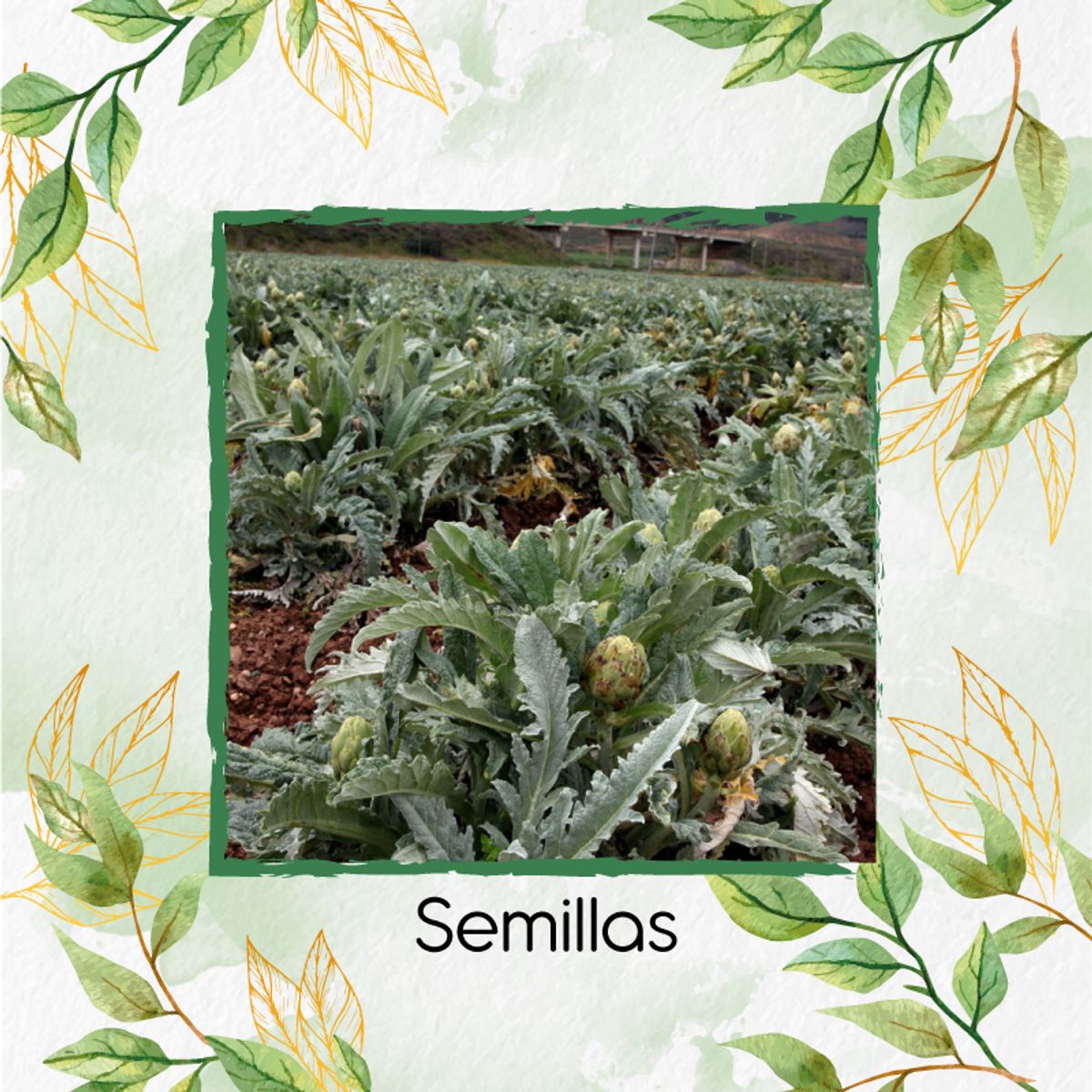 GENERICO - 160 Semillas Orgánicas De Alcachofa