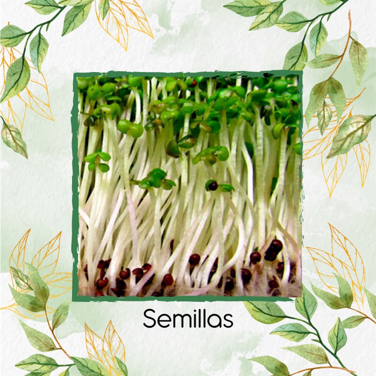 GENERICO - 4.500 Semillas Orgánicas De Alfalfa