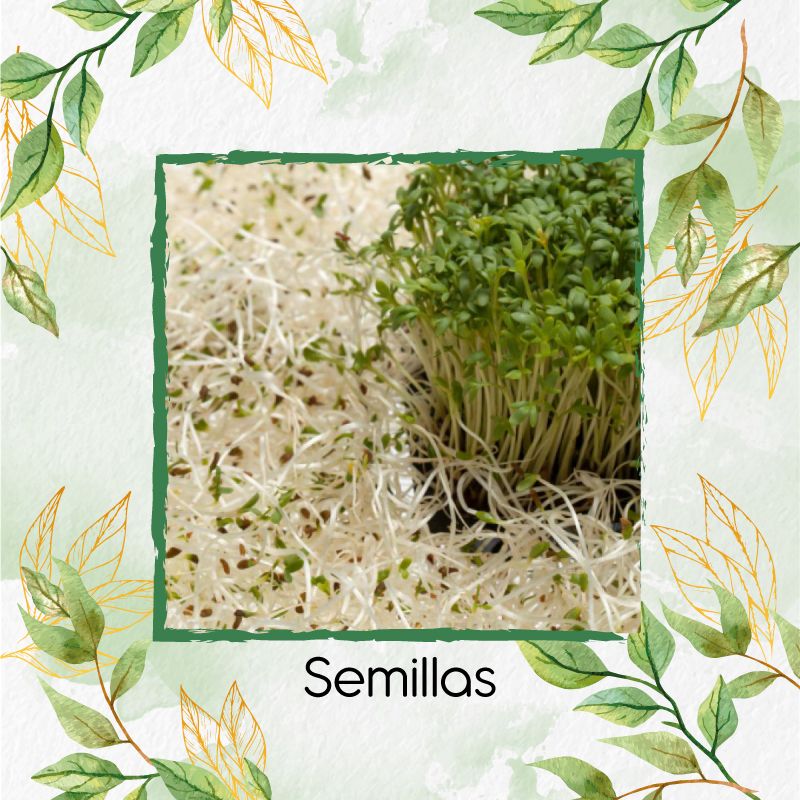 GENERICO - 9.000 Semillas Orgánicas De Alfalfa