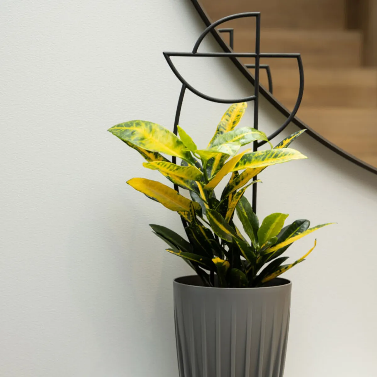 RENOVEMOS - Soporte Para Plantas