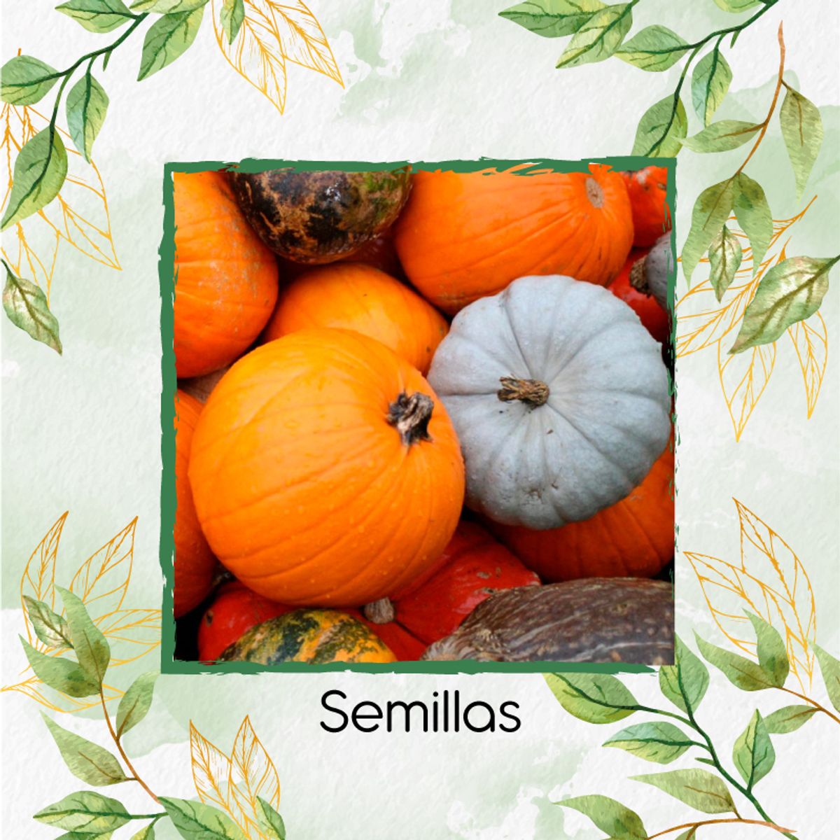 GENERICO - 15 Semillas Orgánicas De Auyama