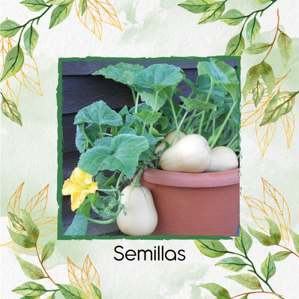 GENERICO - 15 Semillas Orgánicas De Auyama