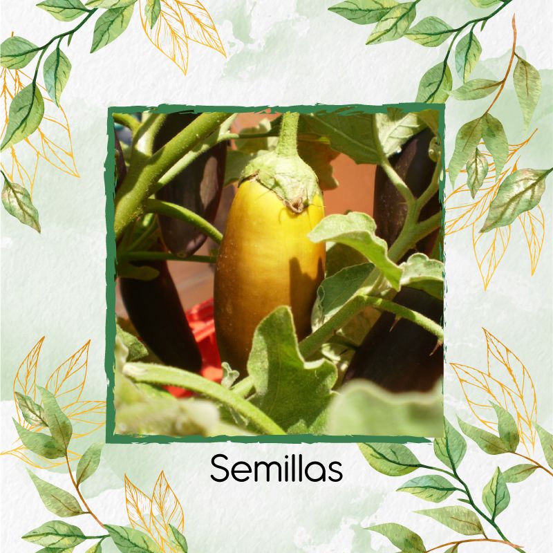GENERICO - 25 Semillas Orgánicas De Berenjena Amarilla