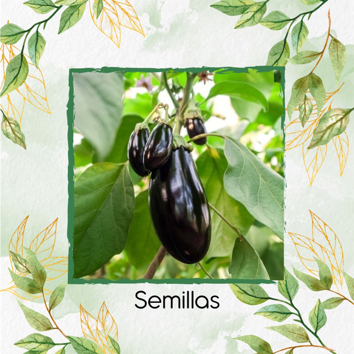 GENERICO - 200 Semillas Orgánicas De Berenjena Larga