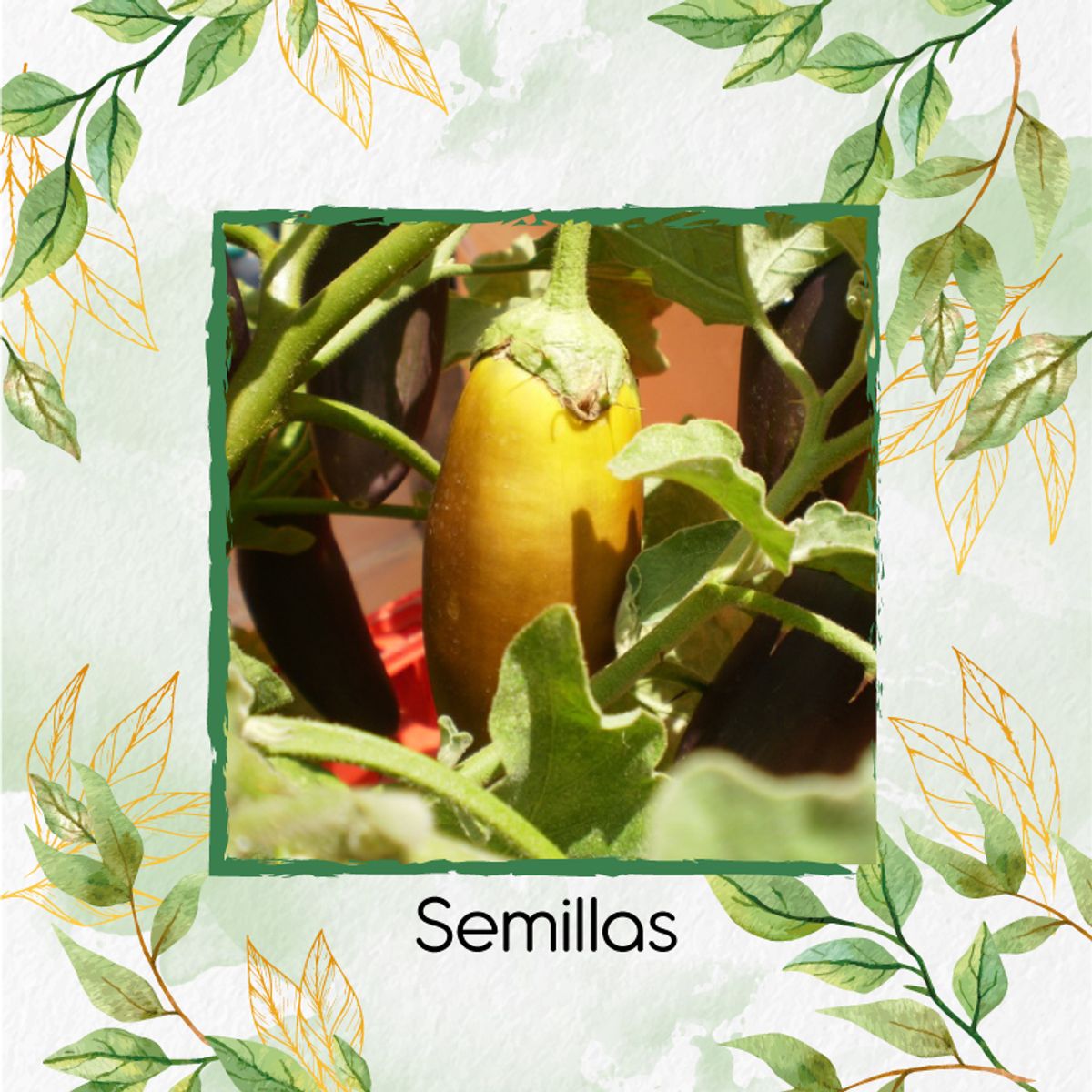 GENERICO - 500 Semillas Orgánicas De Berenjena Amarilla