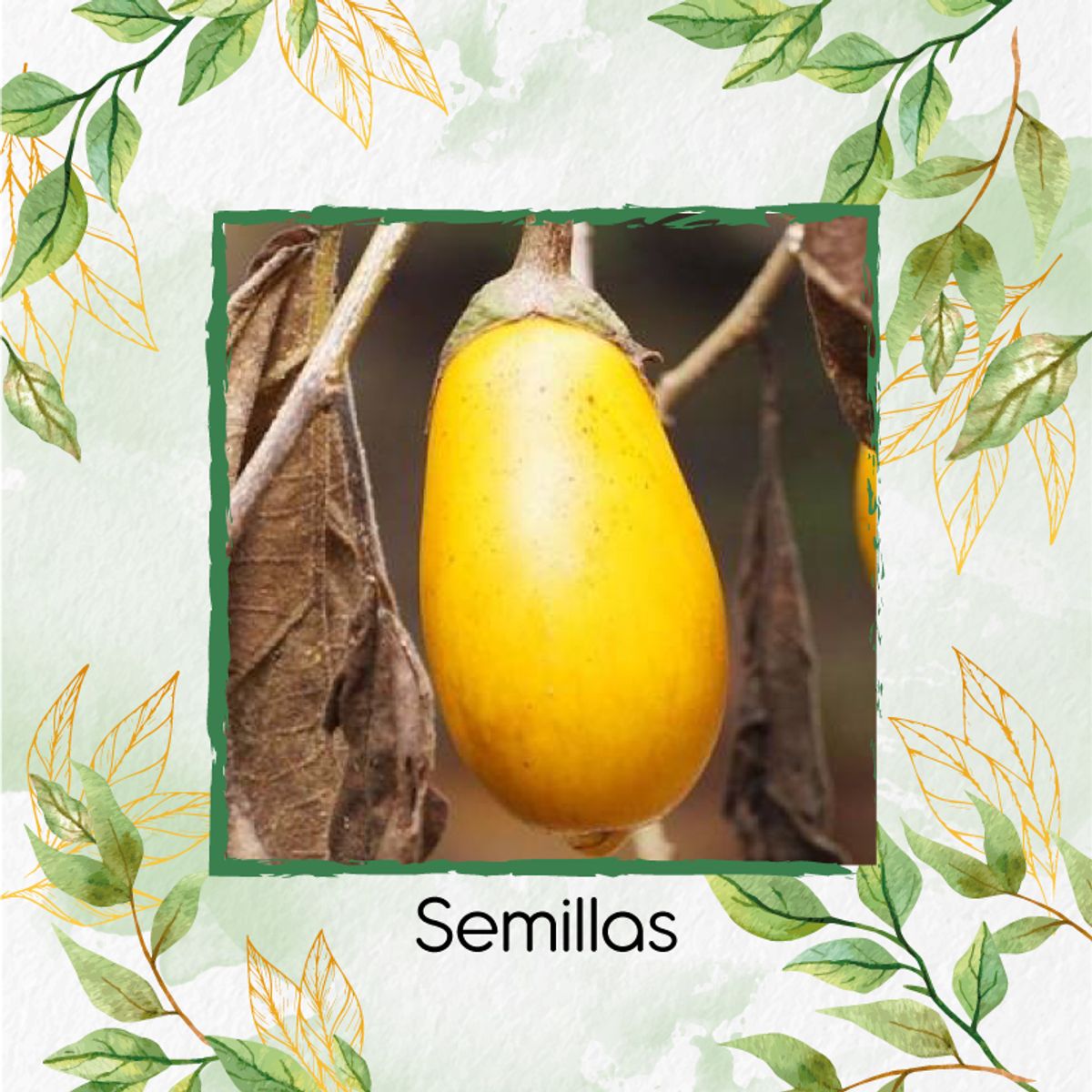 GENERICO - 500 Semillas Orgánicas De Berenjena Amarilla