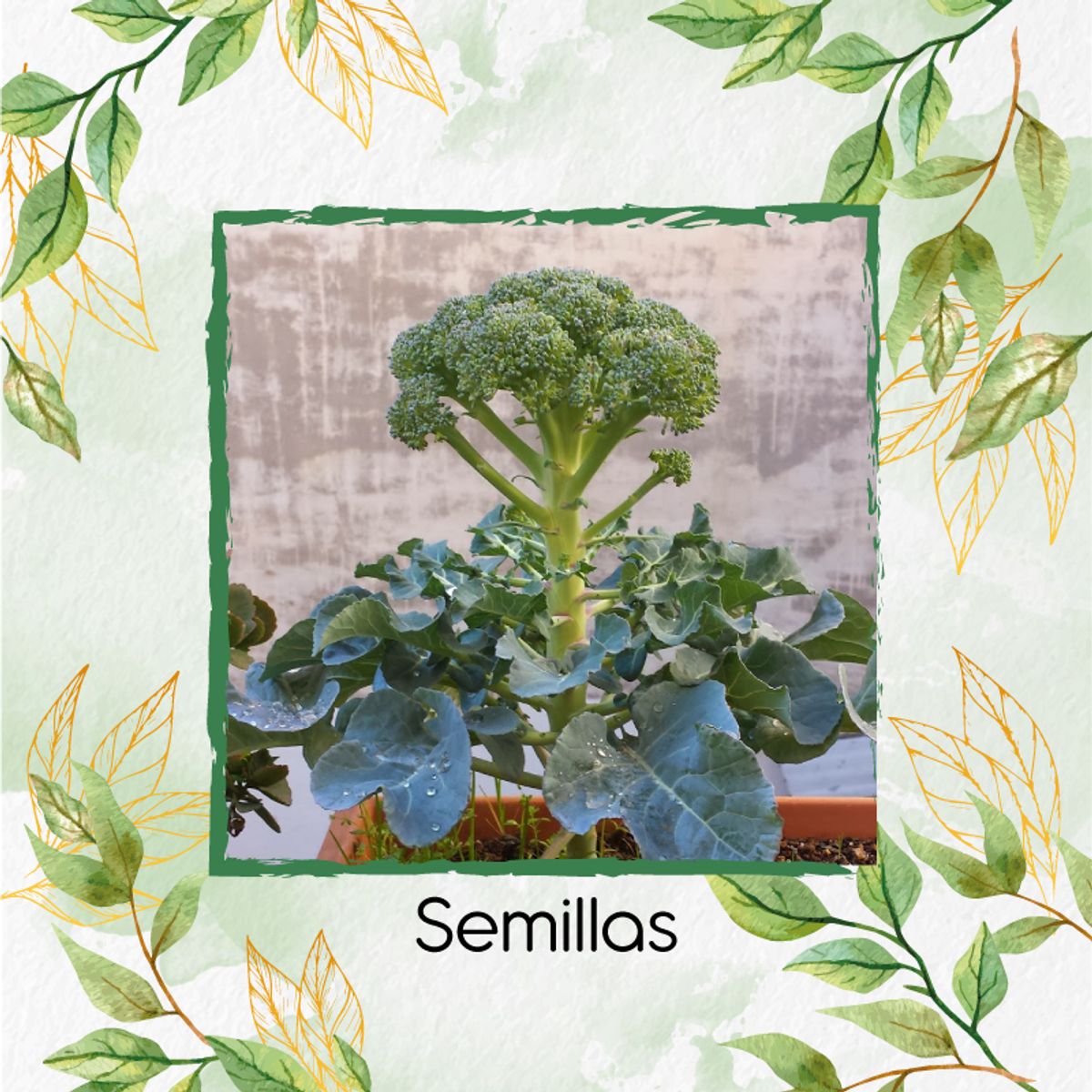 GENERICO - 400 Semillas Orgánicas De Brócoli