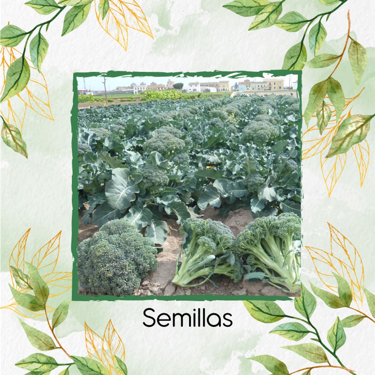 GENERICO - 400 Semillas Orgánicas De Brócoli
