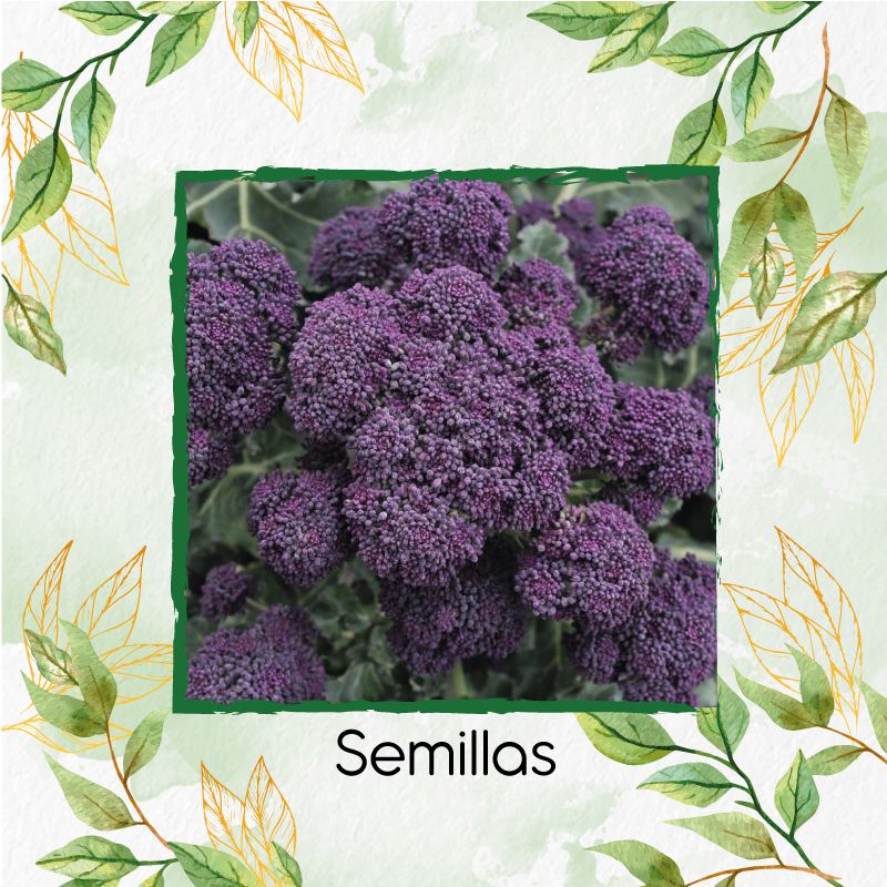 GENERICO - 190 Semillas Orgánicas De Brócoli Morado