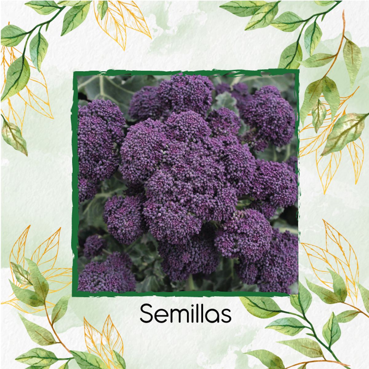 GENERICO - 750 Semillas Orgánicas De Brócoli Morado