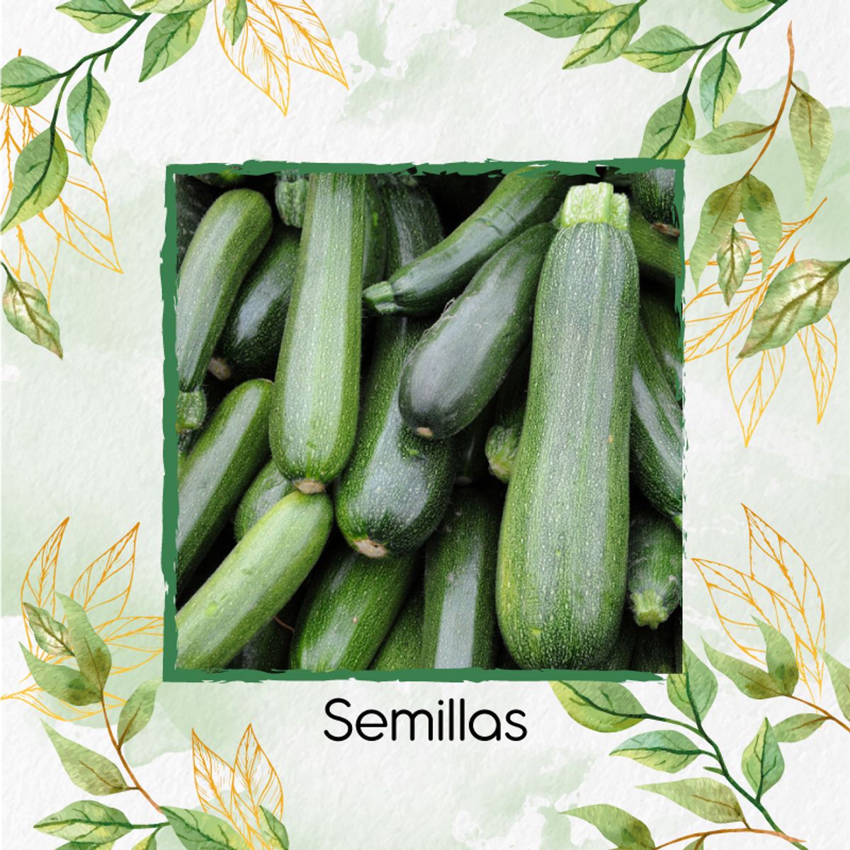 GENERICO - 30 Semillas Orgánicas De Calabacín