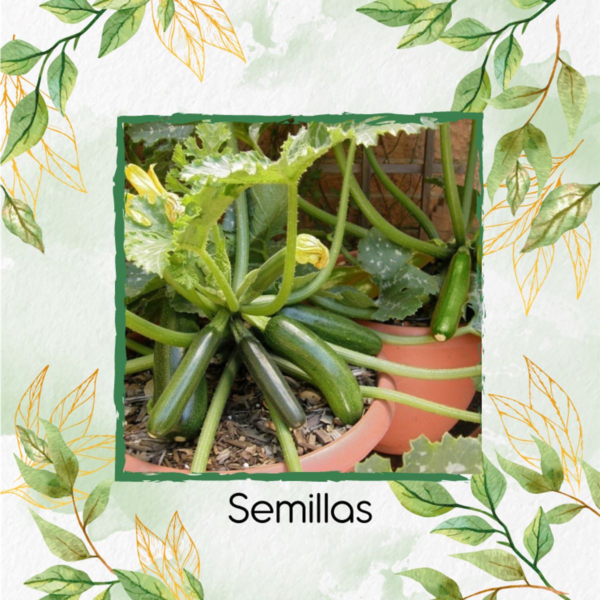 GENERICO - 60 Semillas Orgánicas De Calabacín