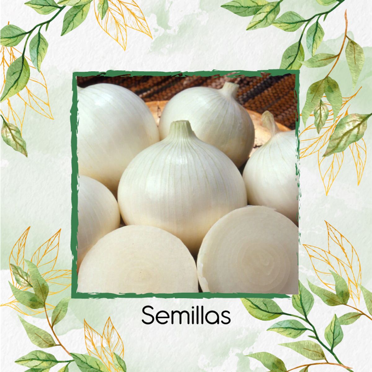 GENERICO - 50 Semillas Orgánicas De Cebolla
